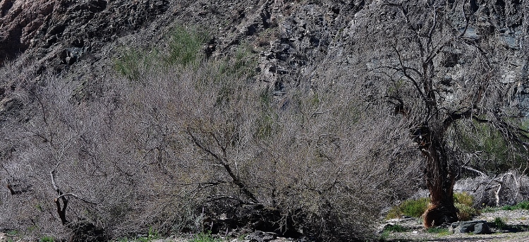 wild weed